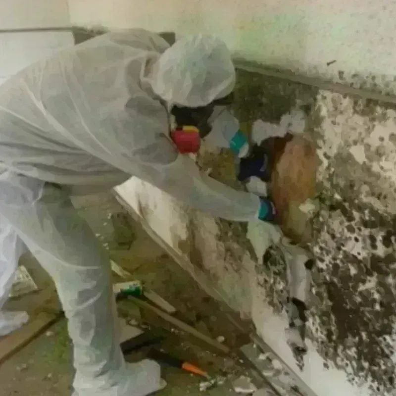 Mold Remediation and Removal in Dallas County, IA